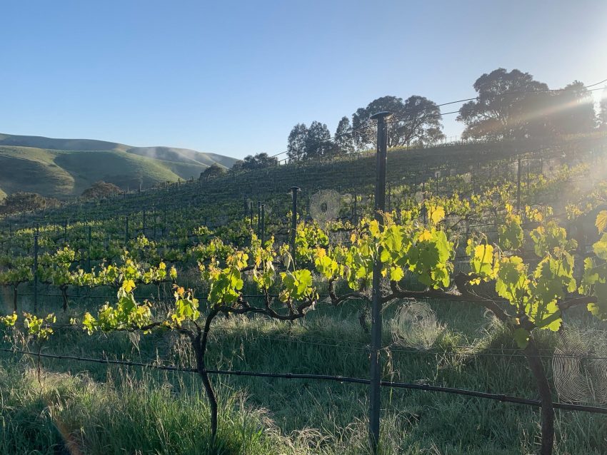 Image of vineyard in morning sunlight